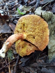Aureoboletus innixus