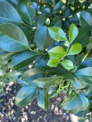 Murraya omphalocarpa