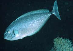 Gray Unicornfish photo 2