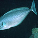 Grey Unicornfish - Photo (c) Randall, J.E., some rights reserved (CC BY-NC)