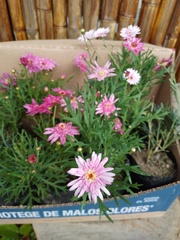Argyranthemum