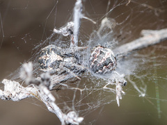 Araneus pallasi