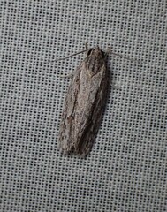 Agriophara confertella