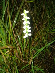 Spiranthes incurva