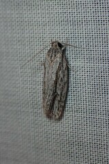 Agriophara confertella