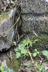 Drymobius margaritiferus