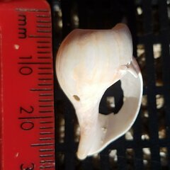 Neogastropoda