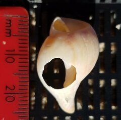 Neogastropoda