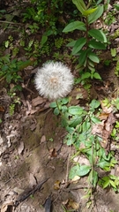 Pseudobombax septenatum