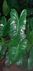 Philodendron