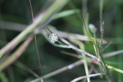 Erigeron lonchophyllus