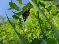 Euphydryas maturna