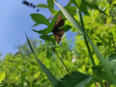 Euphydryas maturna