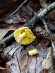 Hypomyces chrysospermus
