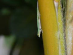 Phelsuma sundbergi longinsulae