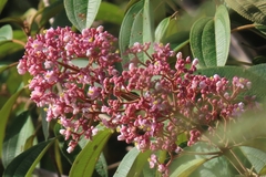 Miconia xalapensis