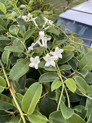 Stephanotis floribunda