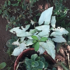 Syngonium
