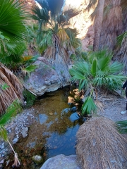 Washingtonia robusta