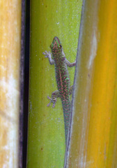 Phelsuma sundbergi longinsulae