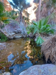 Washingtonia robusta