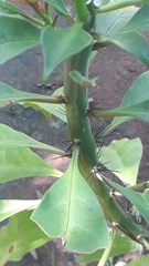 Pereskia grandifolia