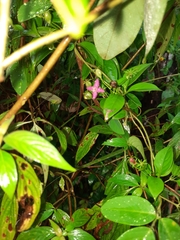 Arthrostemma ciliatum