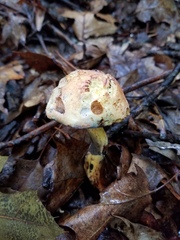 Boletus subluridellus