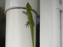 Phelsuma sundbergi longinsulae