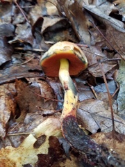 Boletus subluridellus