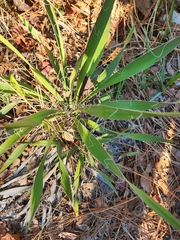 Yucca filamentosa