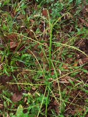 Oplismenus hirtellus