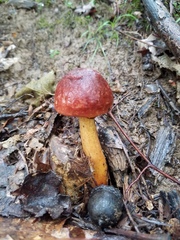 Boletus subluridellus