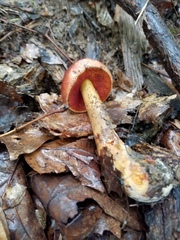 Boletus subluridellus