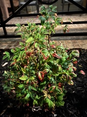 Nandina