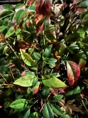 Nandina