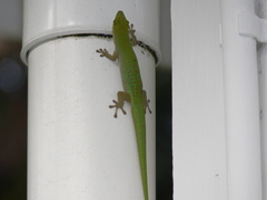 Phelsuma sundbergi longinsulae