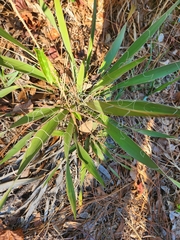Yucca filamentosa