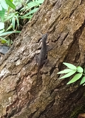 Anolis