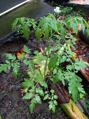 Solanum lycopersicum