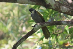 Saltator atriceps