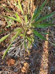Yucca filamentosa