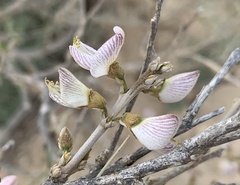 Tephrosia bibracteolata image