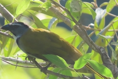 Saltator atriceps