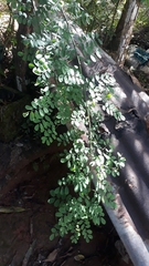 Phyllanthus tenellus