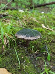 Strobilomyces