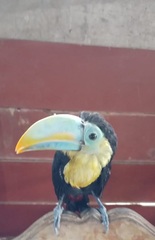 Ramphastos