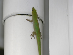 Phelsuma sundbergi longinsulae