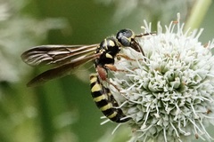 Myzinum quinquecinctum
