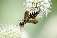 Myzinum quinquecinctum